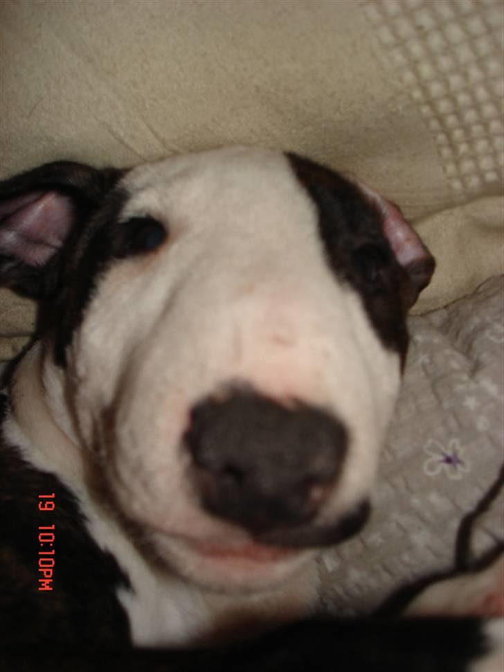 Bullterrier Diva - ih.. hvorfor forstyrre i også mens jeg sover...!! billede 5