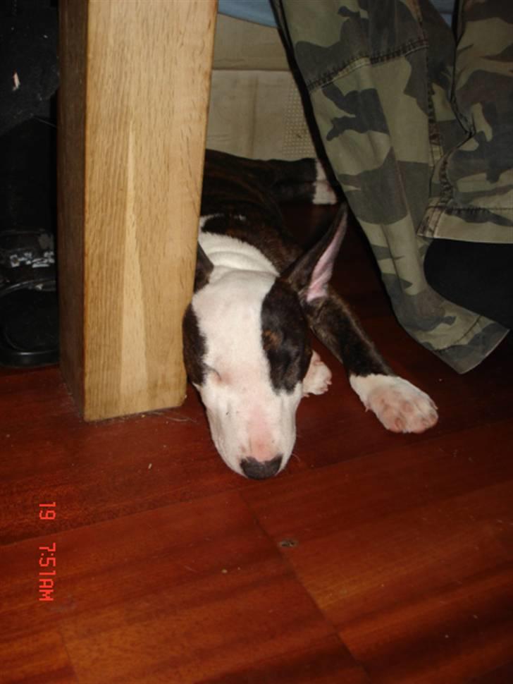 Bullterrier Diva - faldt i søvn under al legen med brormand gizmo.. billede 6
