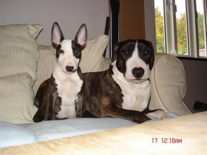 Bullterrier Diva - fotogene begge 2. billede 7