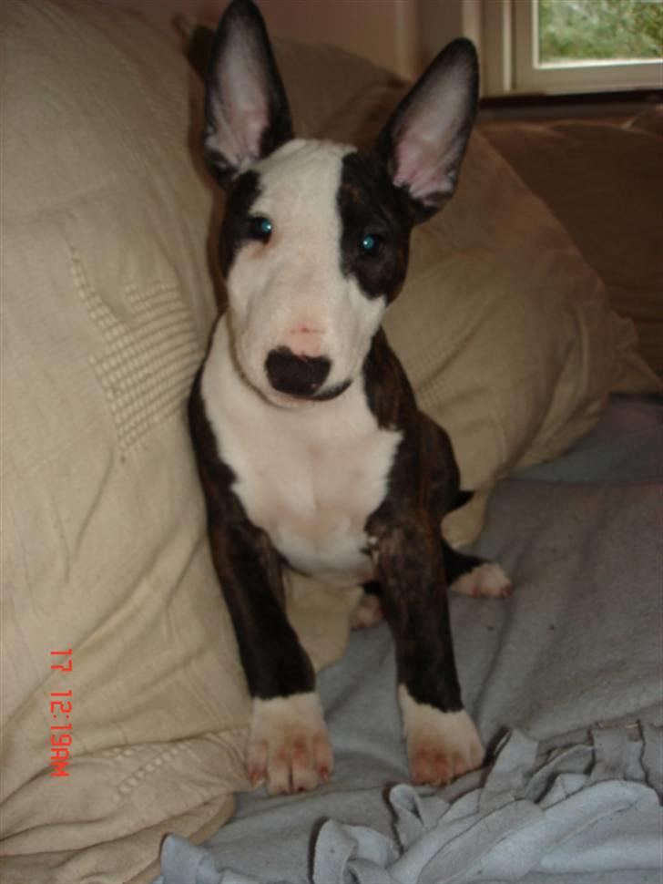 Bullterrier Diva - er jeg ikke fin..? billede 8