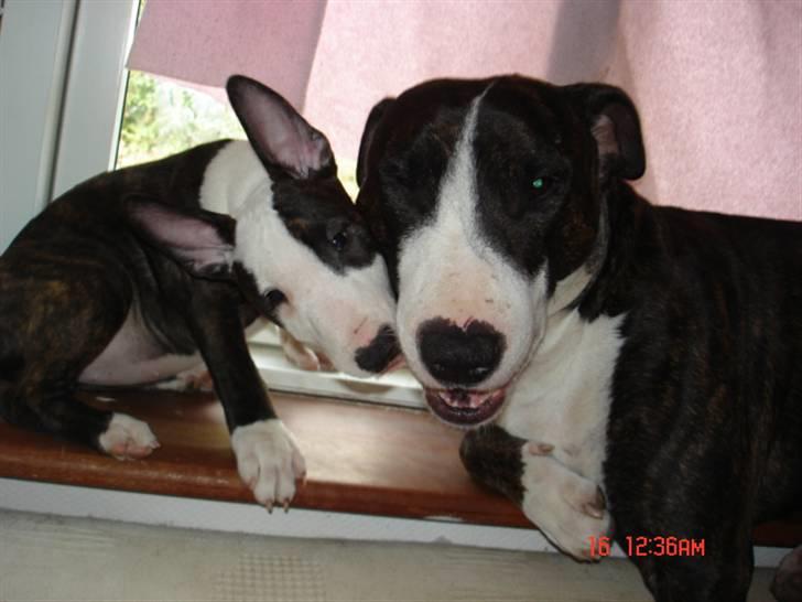 Bullterrier Diva - Grr... billede 9
