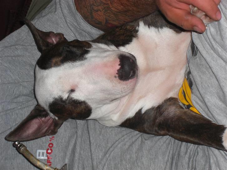 Bullterrier Diva - Smil.. der blev vi lige trætte billede 10