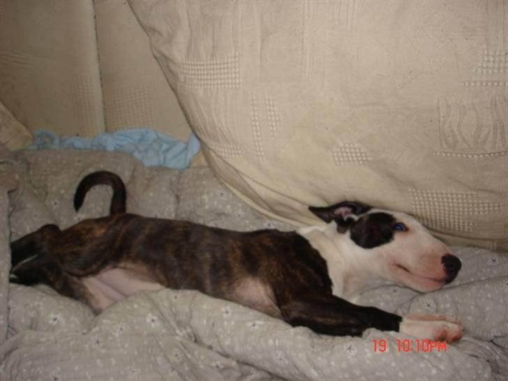 Bullterrier Diva - uh, man skal lige strække sig. billede 11