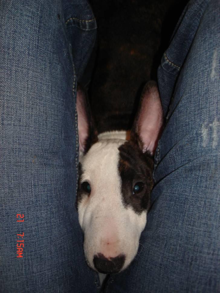 Bullterrier Diva - mor fangede mig.. jeg tigger da ikke..??? billede 12
