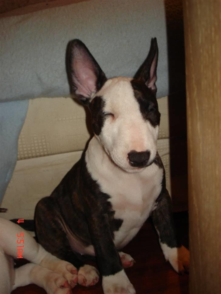 Bullterrier Diva - det er bare så hårdt at være lille. billede 13