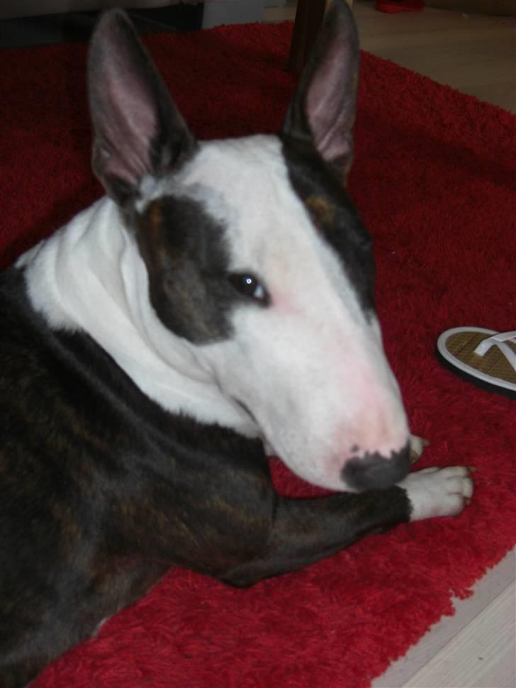 Bullterrier Diva - min mor og far.. Buffy og Tyzon billede 14