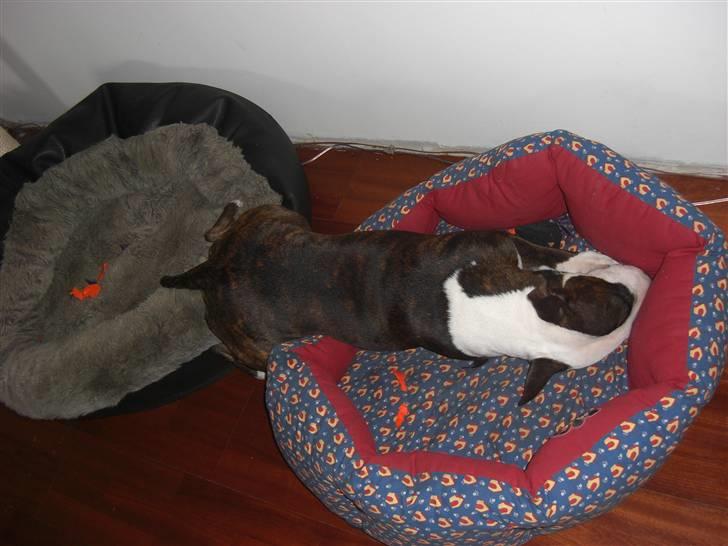 Bullterrier Diva - en lille my.. billede 15