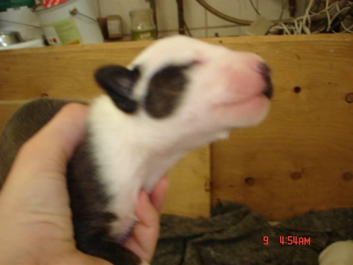 Bullterrier Diva billede 16