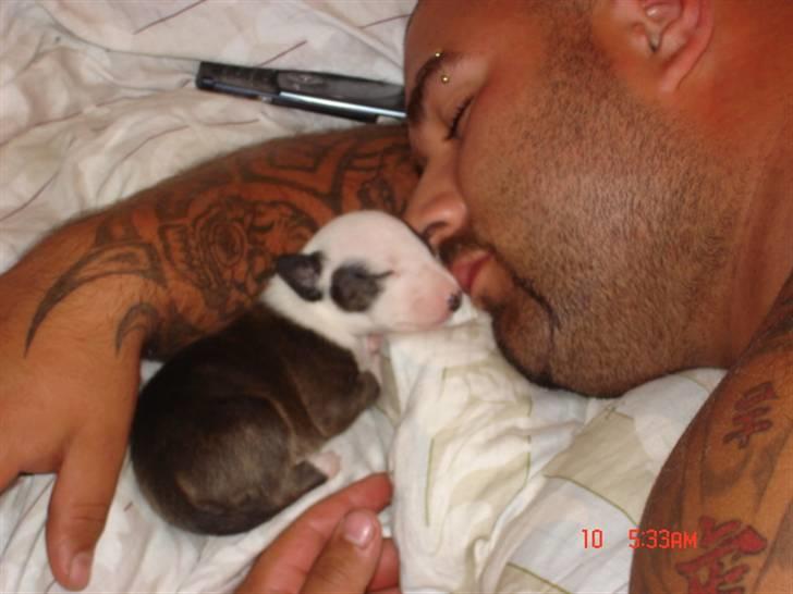 Bullterrier Diva - faldt i søvn hos dede.. (farfar).. billede 17