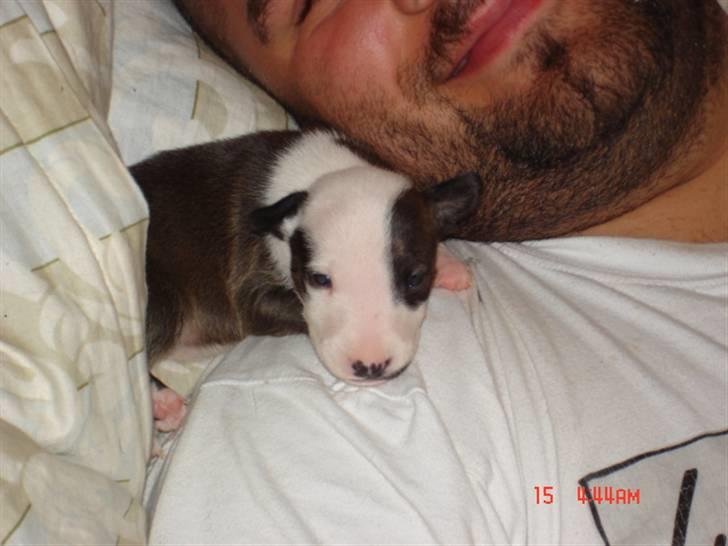 Bullterrier Diva billede 18