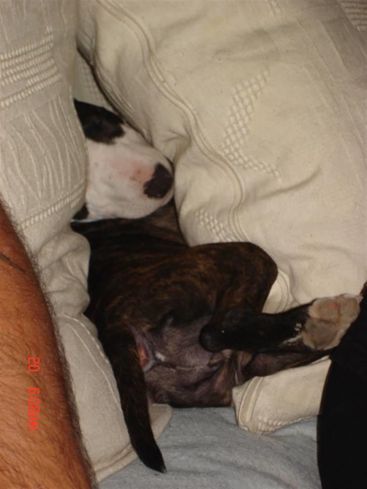 Bullterrier Diva - de kan ikke se mig nu.. hihi billede 19