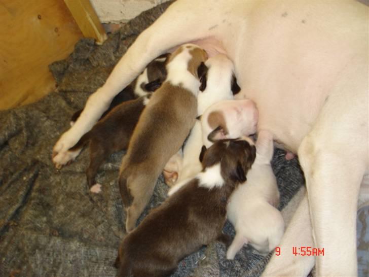 Bullterrier Diva billede 20