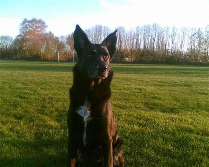 Blanding af racer Tøsen billede 11