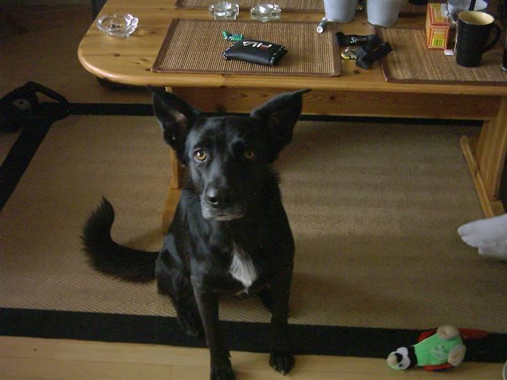 Blanding af racer Tøsen - Det mange år siden jeg har været så ung & smuk :D billede 12