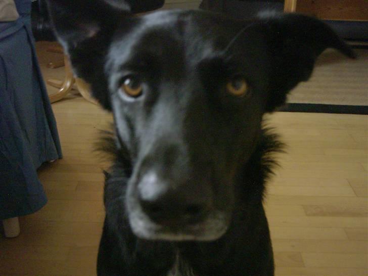 Blanding af racer Tøsen - Er jeg grim ? :D billede 13