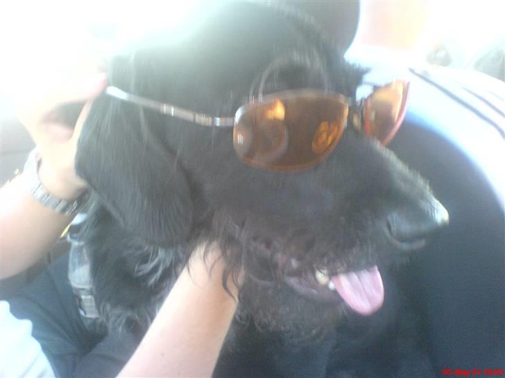 Blanding af racer Rottehund Max - Solen var nu lidt stærk billede 6