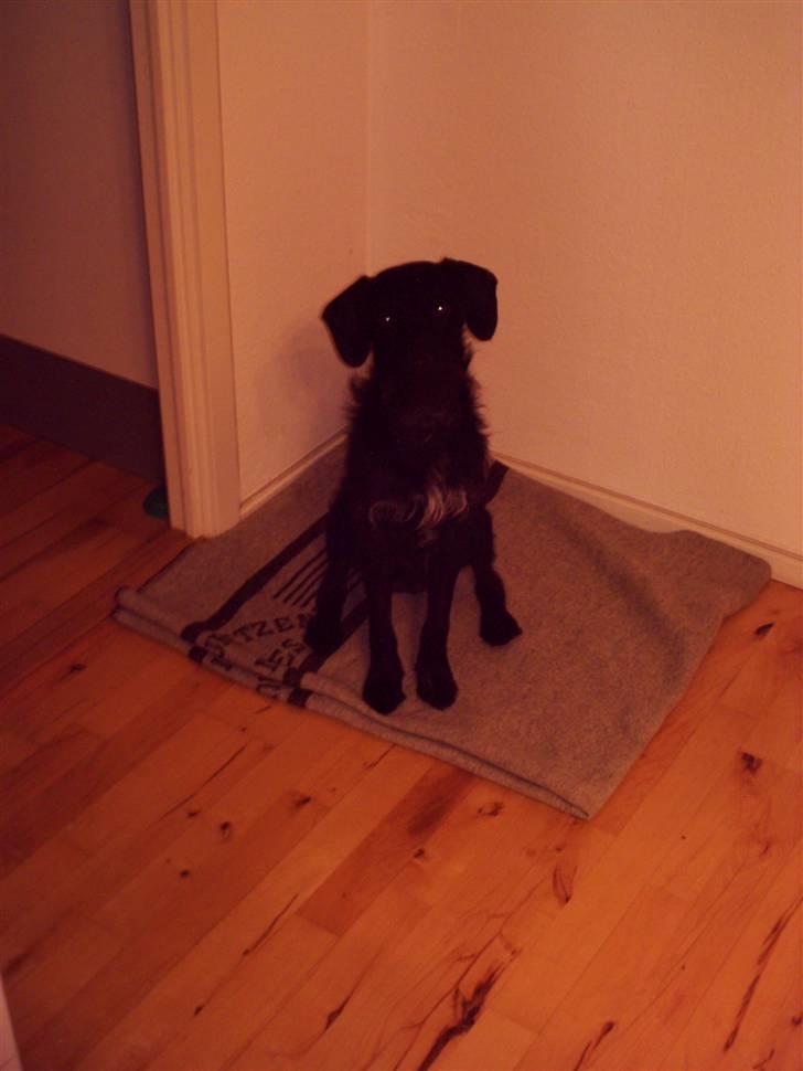 Blanding af racer Rottehund Max - :) billede 7