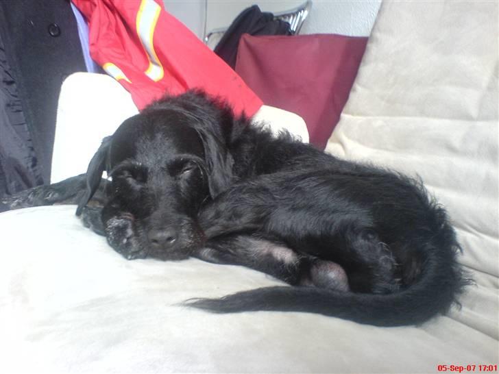 Blanding af racer Rottehund Max - Da jeg kom hjem så jeg sådan nu... En hel dag med frisk luft og jeg sagde godnat... jeg sov i over 10 timer.. min mor troede jeg var syg fordi jeg ikkeville ud... haha billede 8