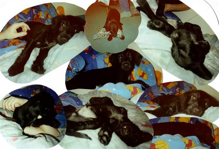 Blanding af racer Rottehund Max - min mors billeder fra jeg var lille... billede 9