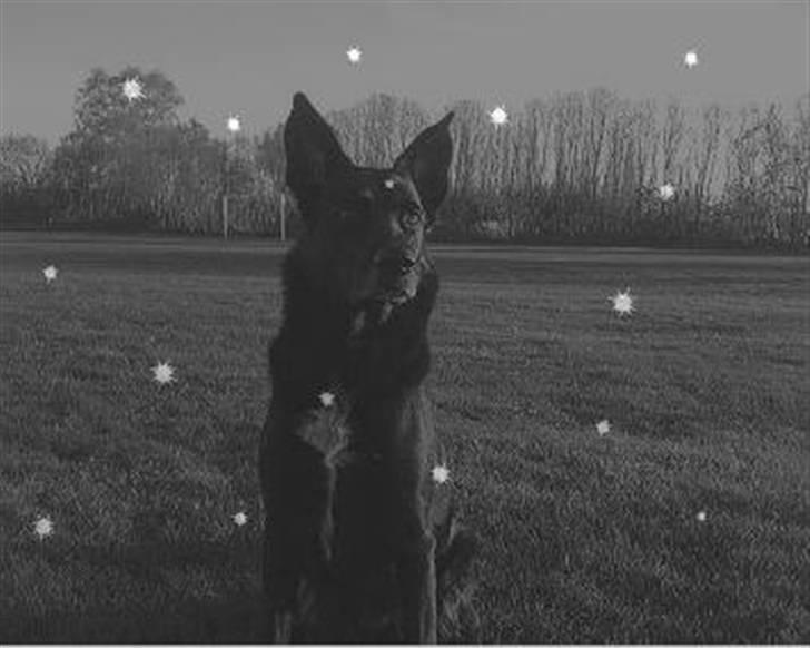 Blanding af racer Tøsen - Se hvor flot jeg er .... billede 14