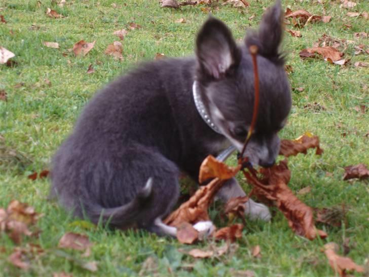 Chihuahua ** Casanova ** - Namme nam - super godt blad! billede 13
