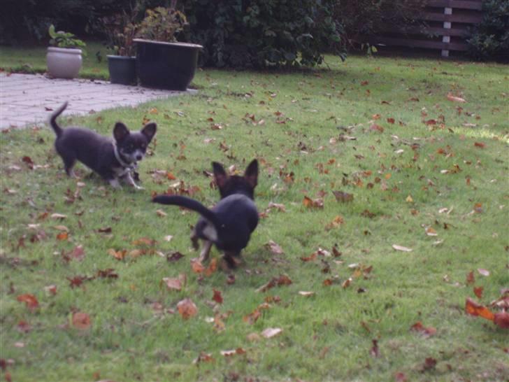 Chihuahua ** Casanova ** - Jeg kan sagtens fange dig Cereza - noooot!! :P billede 14