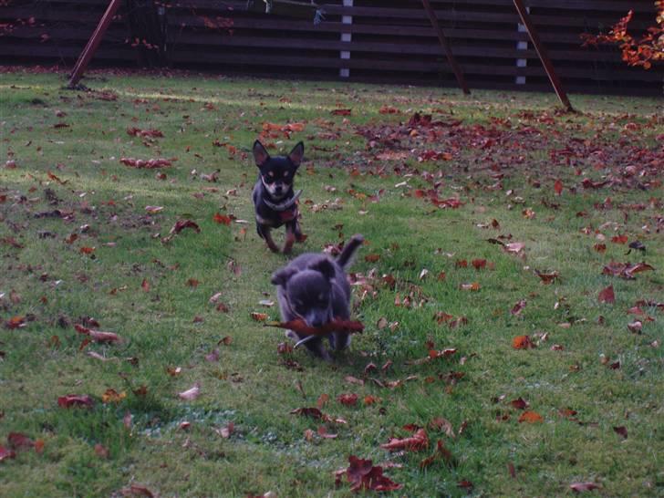 Chihuahua ** Casanova ** - Hahahahaaaa jeg fik det STØRSTE blad i hele haven! billede 15