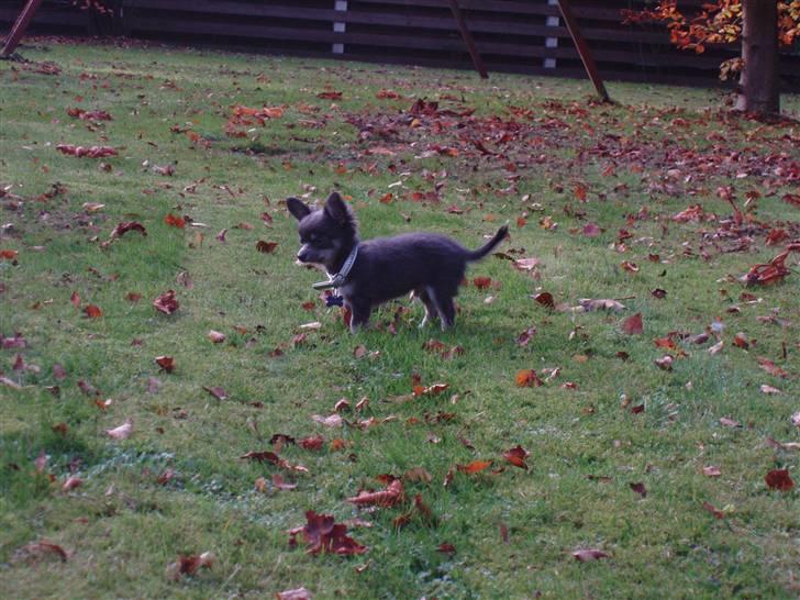 Chihuahua ** Casanova ** - Suuuuppper fiin! billede 16