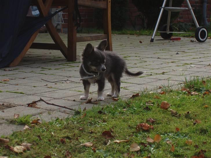 Chihuahua ** Casanova ** - Grrrr hvis du bevæger dig så kommer jeg og TA´R dig!! billede 17