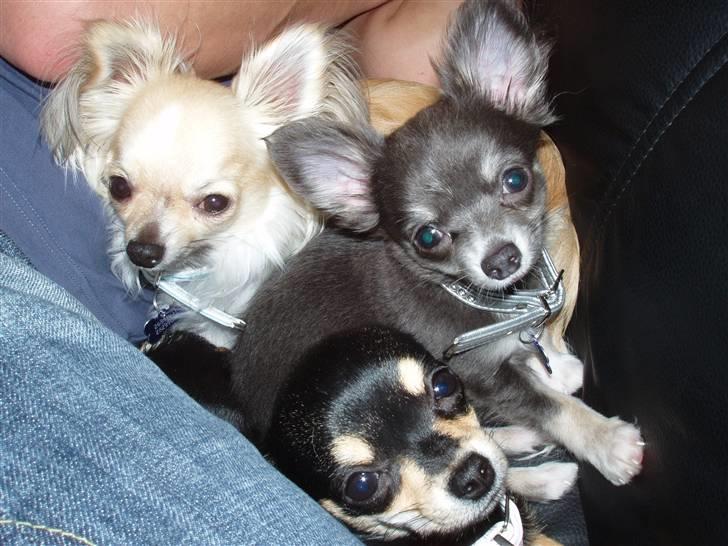 Chihuahua ** Casanova ** - De 3 skønheder i et stille øjeblik på sofaen! billede 18