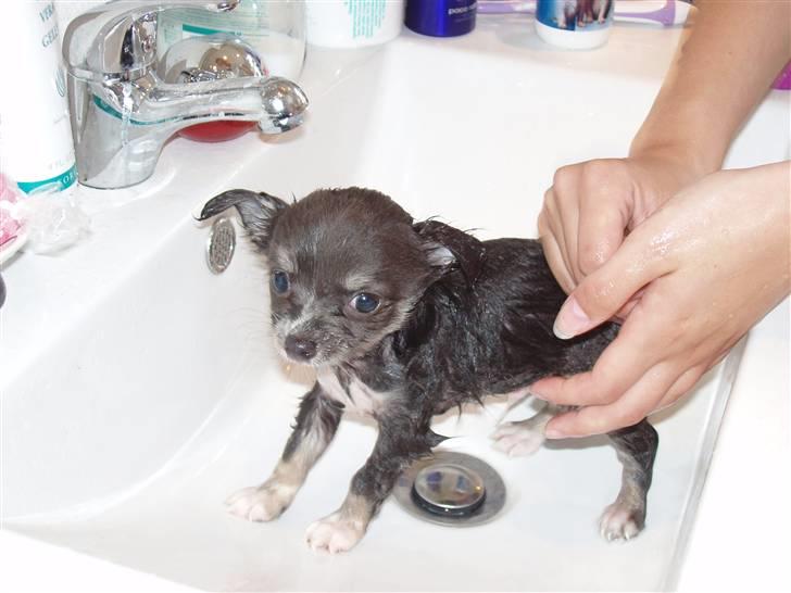 Chihuahua ** Casanova ** - Uhhha... Man havde jo lige rullet sig i en åhhh så skønt duftende fuglelort, og så skal man sgu i bad... ØV altså! billede 19