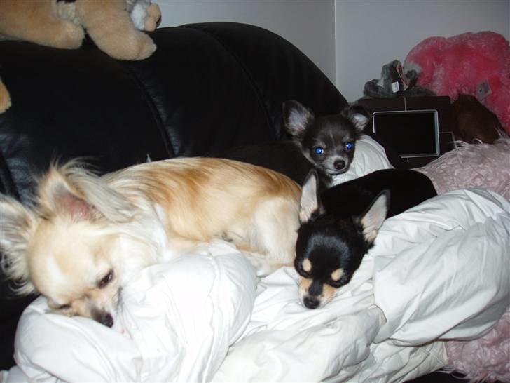 Chihuahua ** Casanova ** - Jaaa her ligger vores 3 smuksakker jo og putter! Bemærk lige hans øjne, her i huset kendes han også som englen - pga. de blå øjne! billede 20