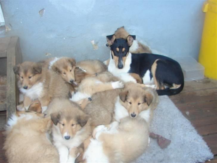 Collie korthåret Sirius.  - Sirius som barnepige til 14 hvalpe billede 10