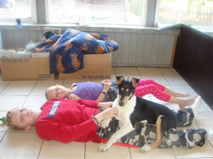 Collie korthåret Sirius.  billede 11