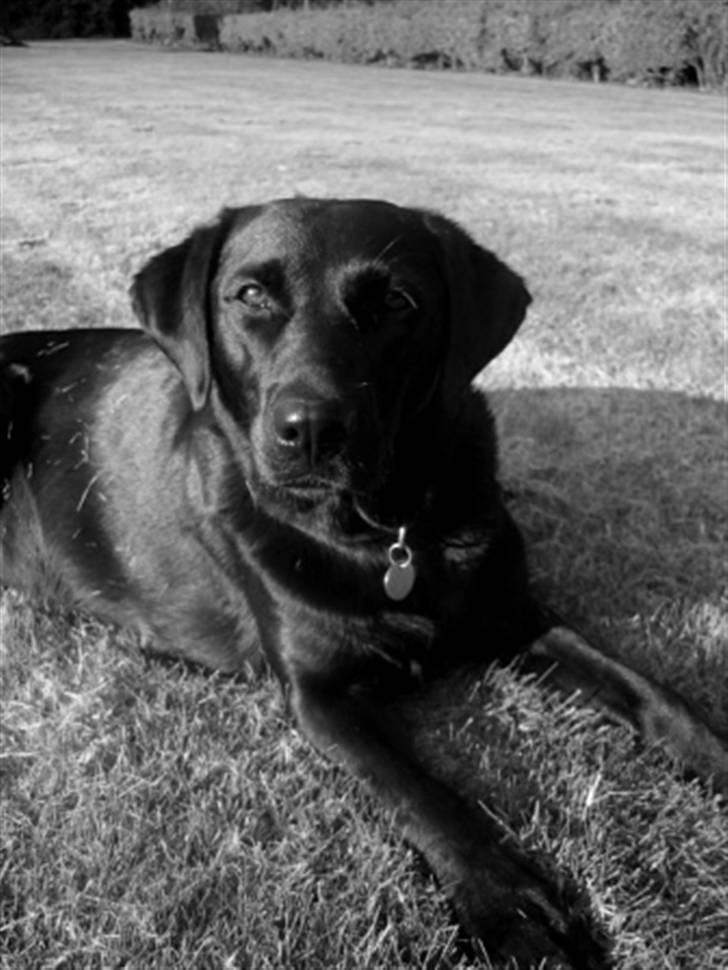 Labrador retriever Dina  - My pretty dog! I really miss you! billede 1