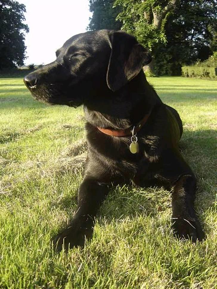 Labrador retriever Dina  - Hun er smuk! billede 2