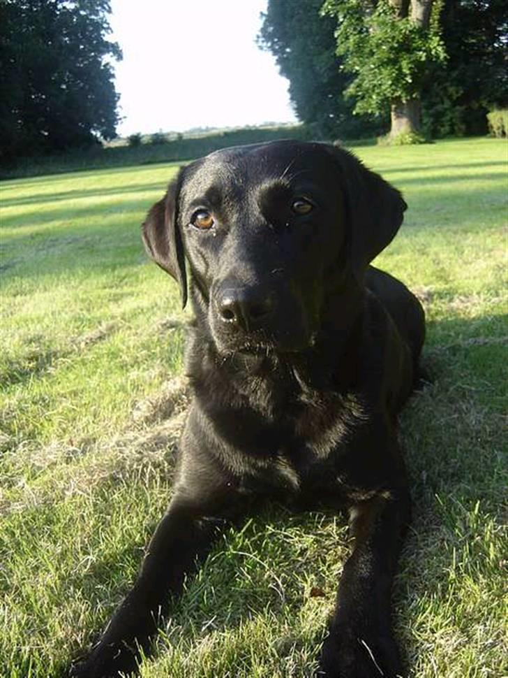 Labrador retriever Dina  - Endnu en smuk vovse! billede 3