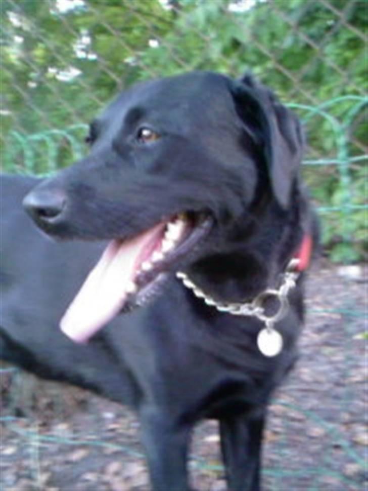 Labrador retriever Dina  - Køn billede 4