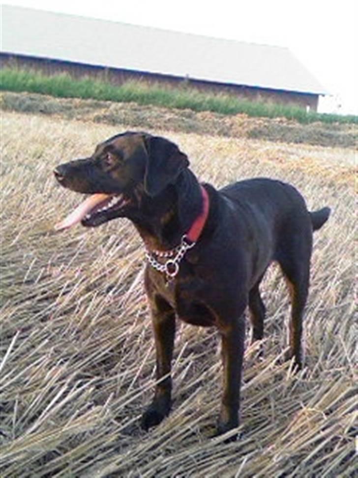 Labrador retriever Dina  - Der er intet som en god tur på stubmarkerne! billede 5