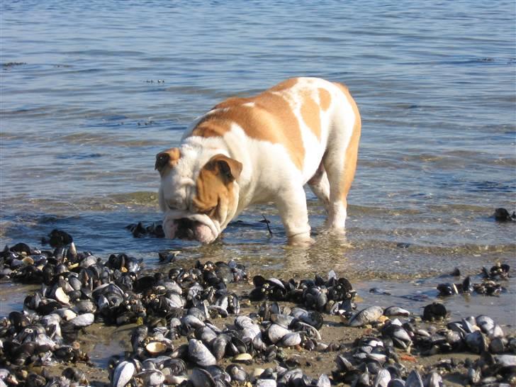 Engelsk bulldog Rickie død 31.03.08 - Rickie har vovet sig i vandet... billede 3