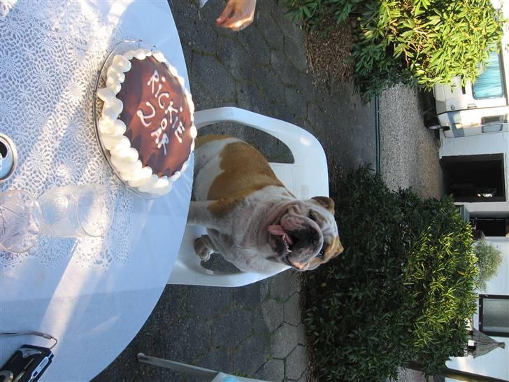 Engelsk bulldog Rickie død 31.03.08 - Rickies 2 års fødselsdag d. 26. juli 2006. billede 6