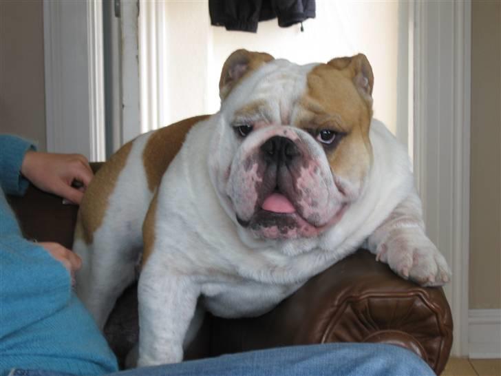 Engelsk bulldog Rickie død 31.03.08 - "Ta´mig med på bar - jeg har lige holdningen." billede 8