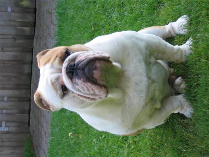Engelsk bulldog Rickie død 31.03.08 - Smuk dreng:-) billede 9
