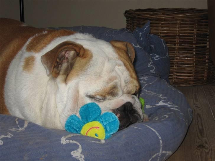 Engelsk bulldog Rickie død 31.03.08 - "Alt hvad jeg finder er MIT." billede 11