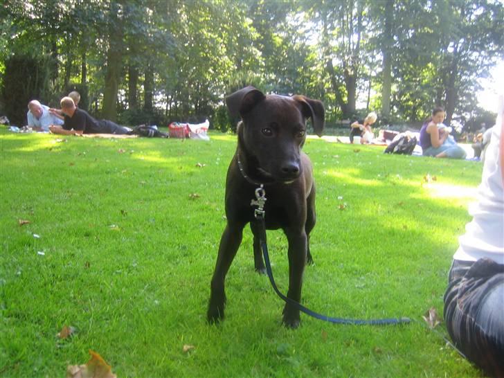 Blanding af racer Blacki billede 19