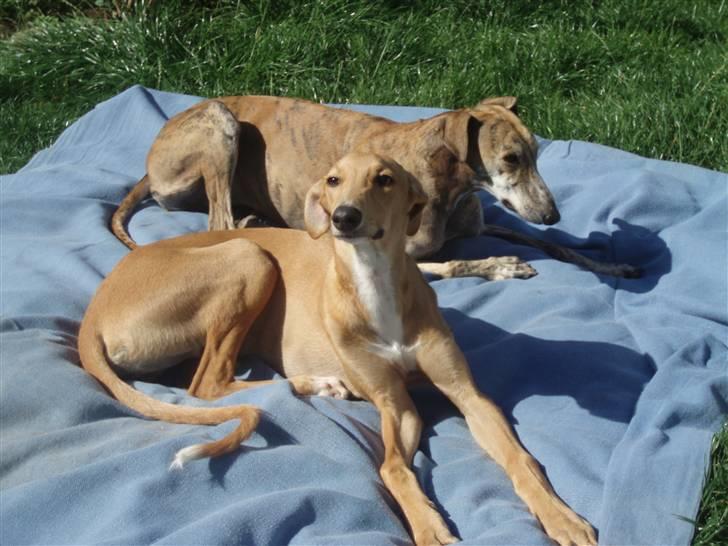 Galgo español Valera - Valera og "tante" Nesa en sommerdag billede 6