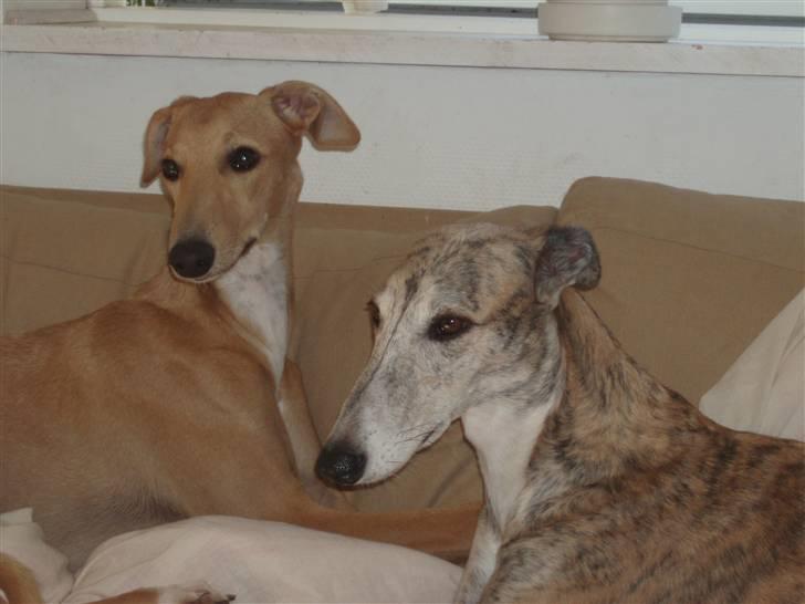 Galgo español Valera - Valera 6 mdr. gammel sammen med sin mor billede 7