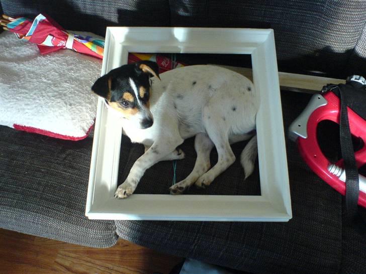 Dansk svensk gaardhund tananna - Nu er jeg kommet i ramme.  billede 9