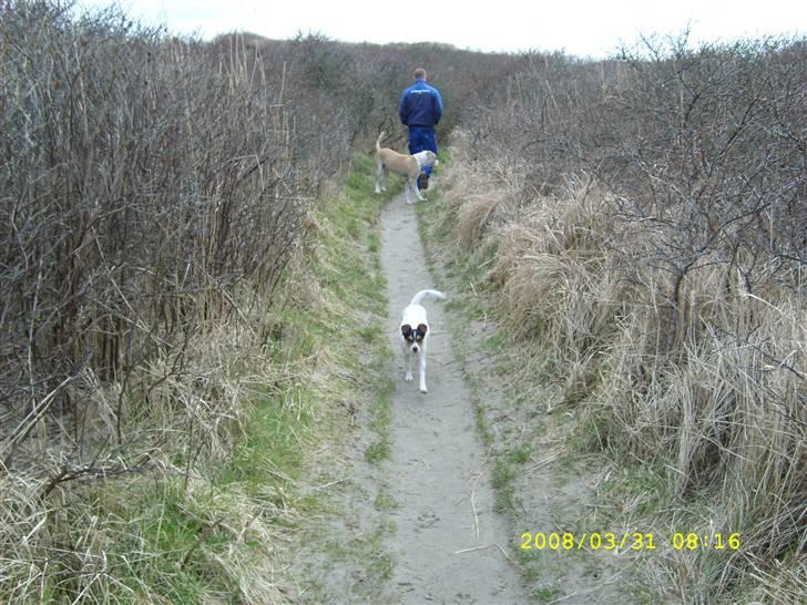Dansk svensk gaardhund tananna billede 10