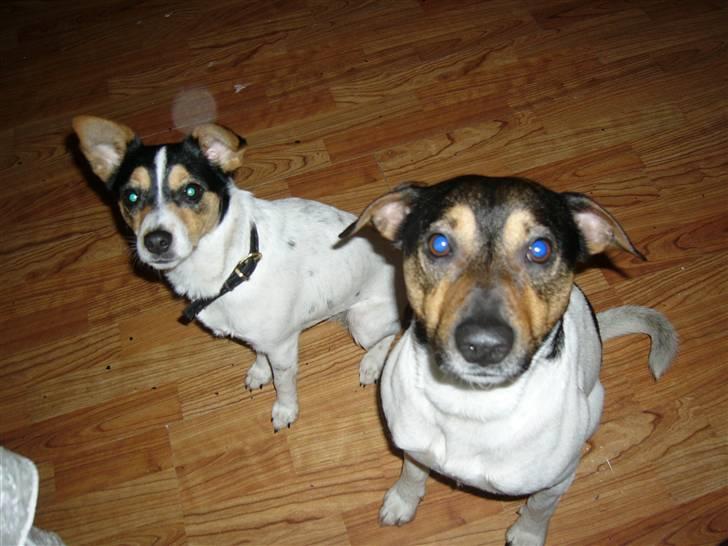 Dansk svensk gaardhund tananna - tanannas kæreste Buller.  billede 11